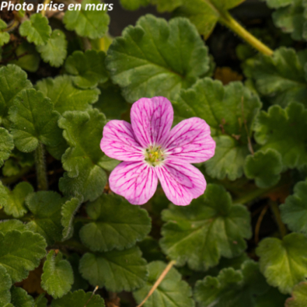 Erodium variabile 'Bishops Form'