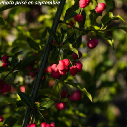 Euonymus europaeus