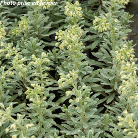 Euphorbia characias 'Silver Edge'