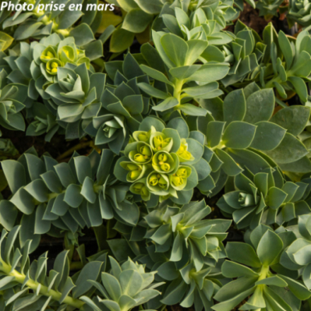 Euphorbia myrsinites