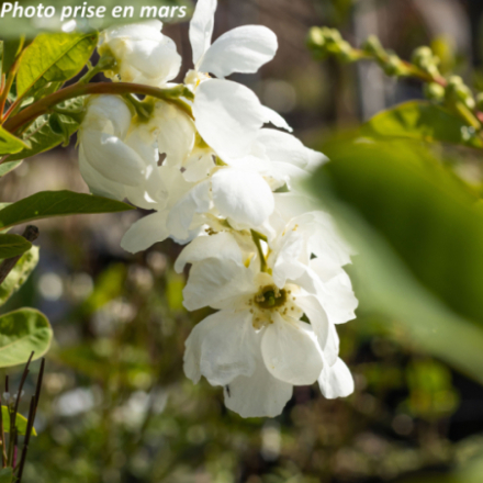 Exochorda x macrantha 'The Bride'