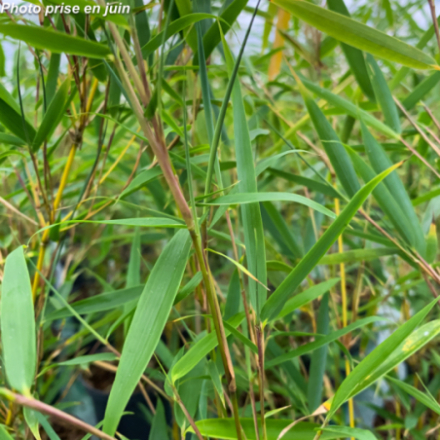 Fargesia robusta 'Campbell' - Bambou