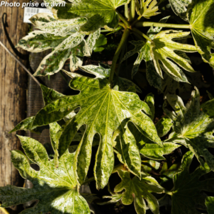 Fatsia japonica 'Spider's Web'