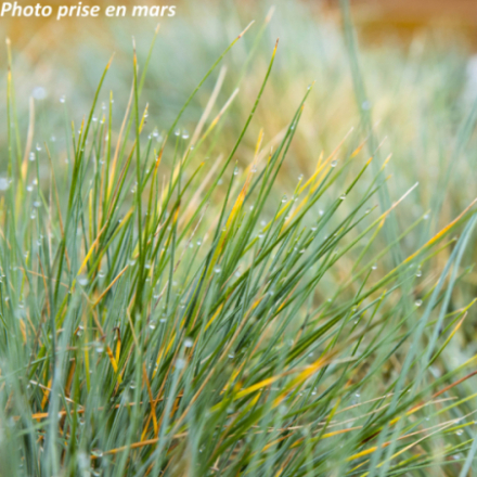 Festuca valesiaca 'Glaucantha'