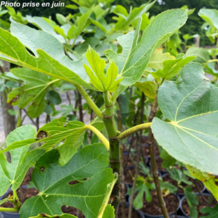 Ficus carica 'Osborn Prolific' - Figuier