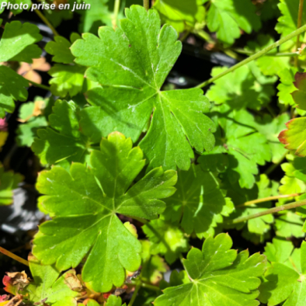 Geranium cantabrigiense 'Biokovo'