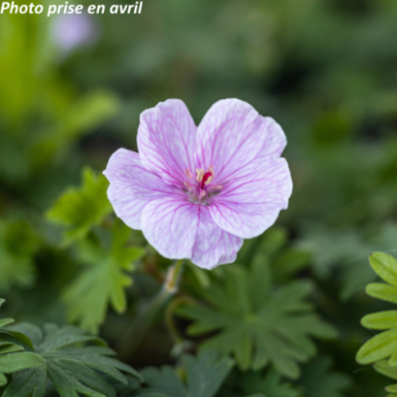 Geranium sanguineum 'Vision Rose'
