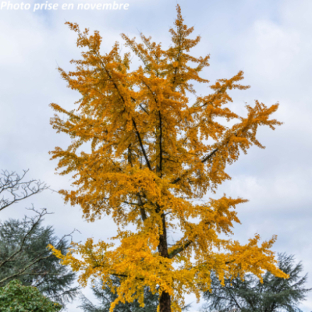 Ginkgo biloba