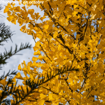 Ginkgo biloba 'Fastigiata...