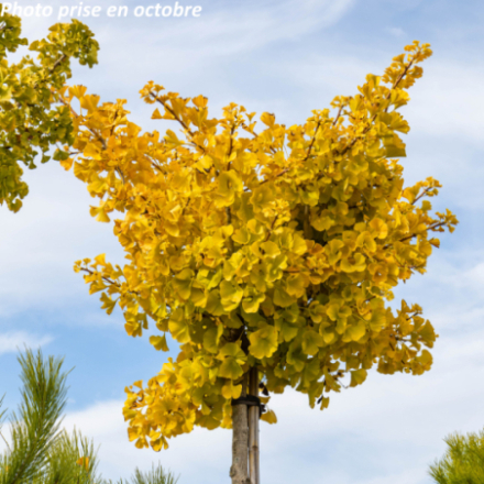 Ginkgo biloba 'Mariken'