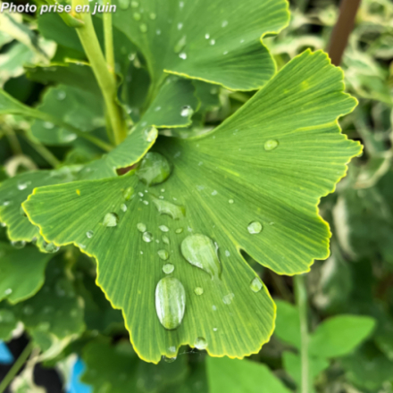 Ginkgo biloba 'Menhir'