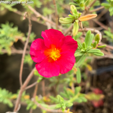 Helianthemum citriodorus 'Ben Hope'
