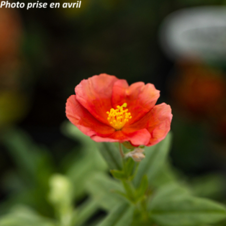 Helianthemum hybride 'Fire Dragon'