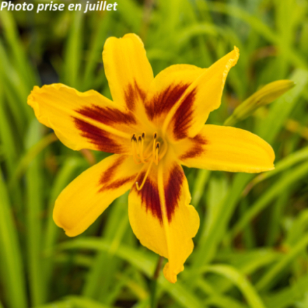 Hemerocallis 'Bonanza'