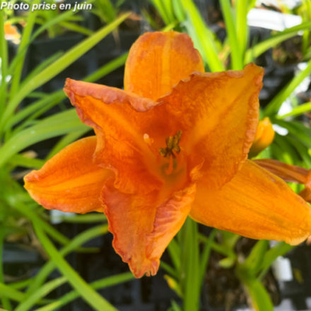 Hemerocallis 'My Reggae Tiger'