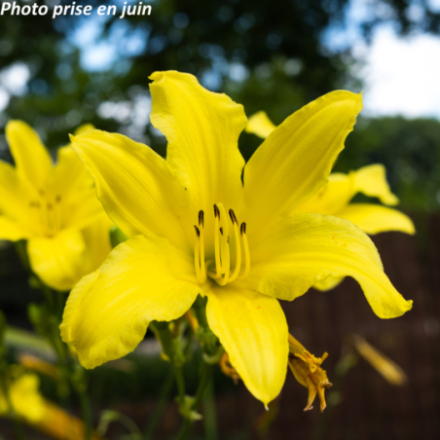 Hemerocallis polytrichus 'Lilioasphodelus'