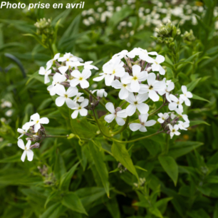 Hesperis matronalis 'White'