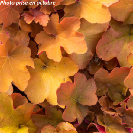 Heuchera 'Caramel'