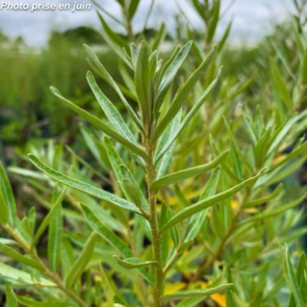 Hippophae rhamnoides