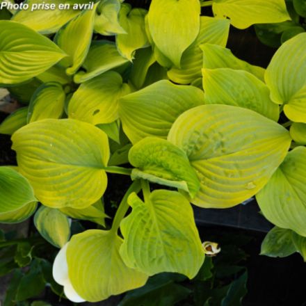 Hosta 'Rainforest Sunrise'