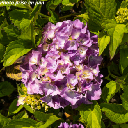 Hydrangea macrophylla 'Hamburg' - Hortensia