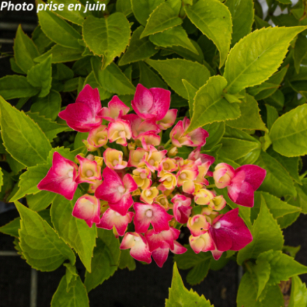 Hydrangea macrophylla 'Leuchtfeuer' - Hortensia