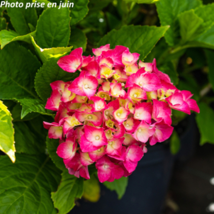Hydrangea macrophylla 'Maman' - Hortensia