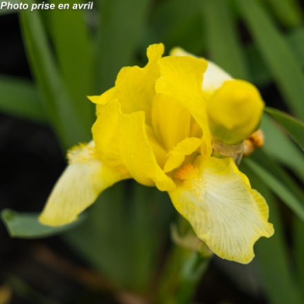 Iris germanica 'Blessed Again'