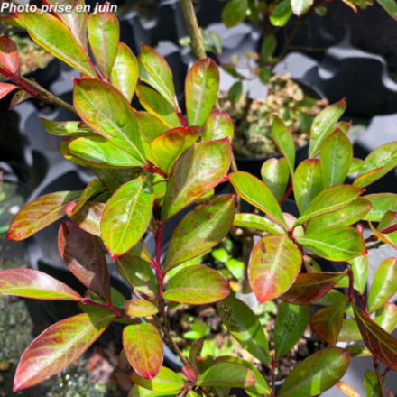Lagerstroemia indica 'Red Imperator'