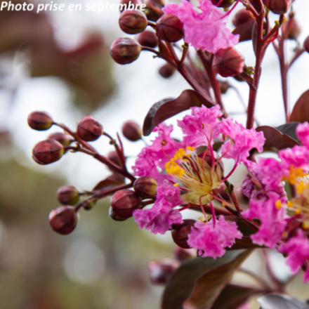 Lagerstroemia indica 'Rhapsody in Pink'
