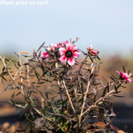 Leptospermum Scoparium 'Winter Cheer' - Arbre à thé
