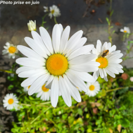 Leucanthemum vulgare 'May Queen'
