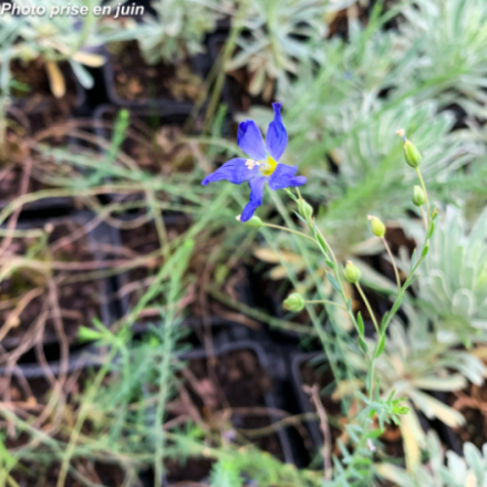 Linum perenne 'Saphir'