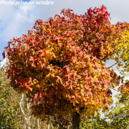 Liquidambar styraciflua 'Gumball'