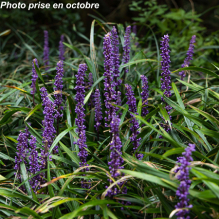 Liriope muscari 'Big Blue'