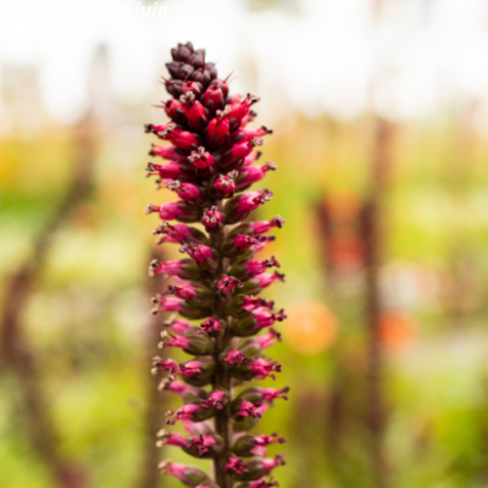 Lysimachia atropurpurea