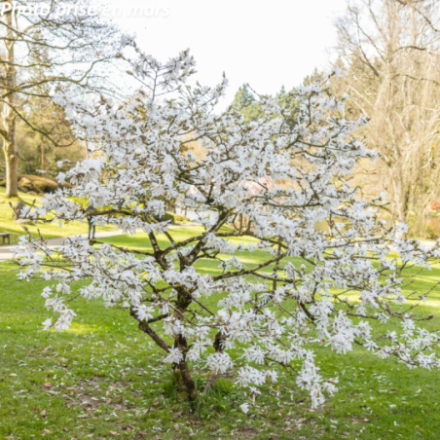 Magnolia stellata -...