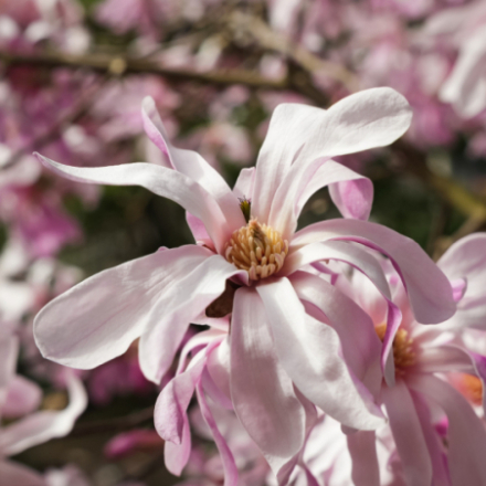 Magnolia x loebneri 'Leonard Messel'