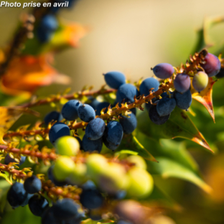 Mahonia x media 'Charity'