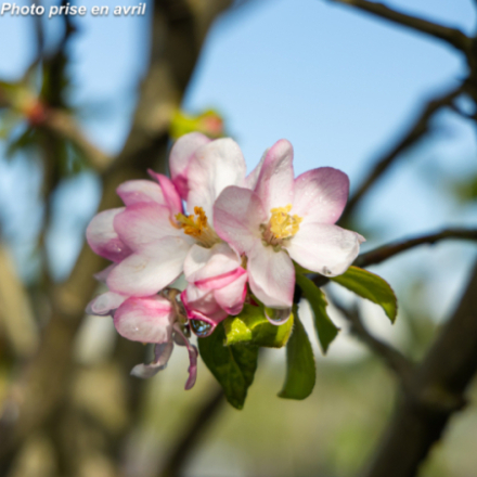 Malus domestica 'Belréne' - Pommier