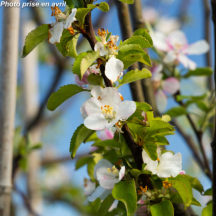Malus domestica 'Chailleux' - Pommier