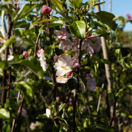 Malus domestica 'Doriane' - Pommier