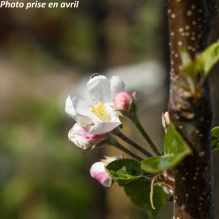 Malus domestica 'Fuji' - Pommier