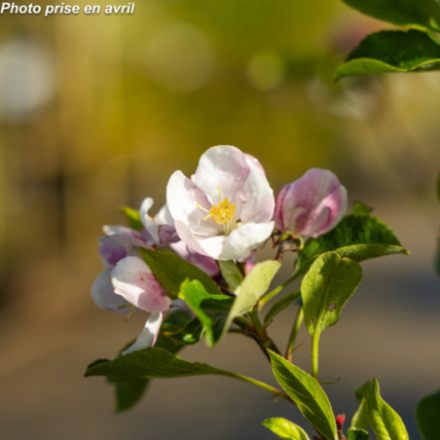 Malus domestica 'Pitchounette' - Pommier
