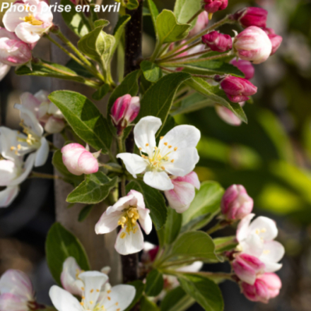 Malus 'Red Sentinel'
