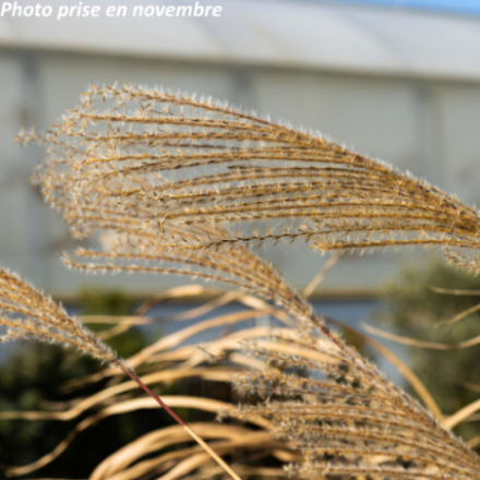 Miscanthus sinensis 'Jubilar'