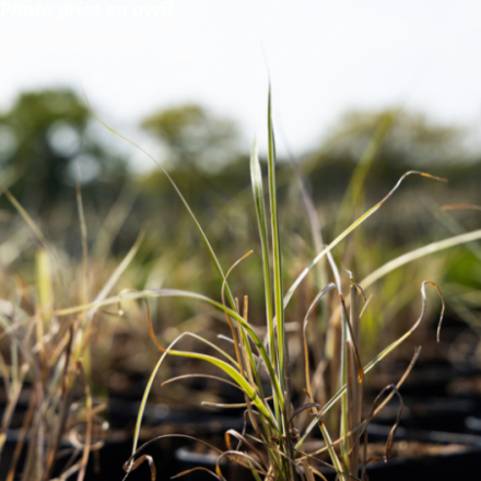 Miscanthus sinensis 'Variegatus'