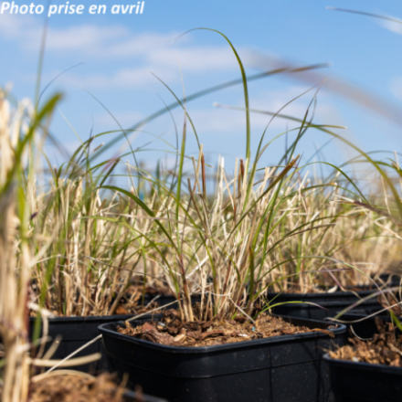 Miscanthus sinensis 'Yaku Jima'