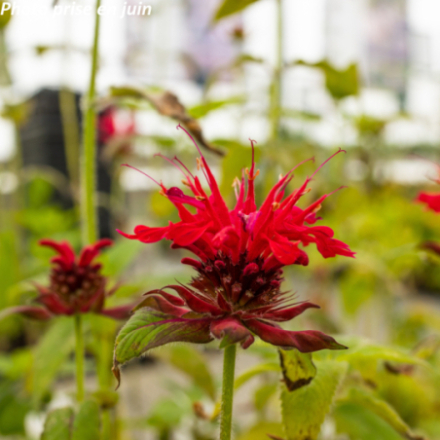 Monarda didyma 'Panorama Red Shades'