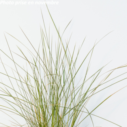 Muhlenbergia capillaris